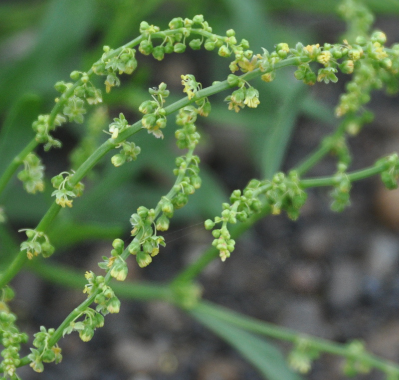 Image of Rumex acetosella specimen.