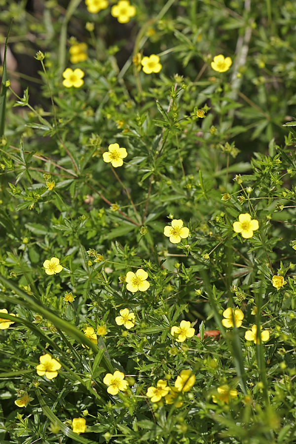 Image of Potentilla erecta specimen.