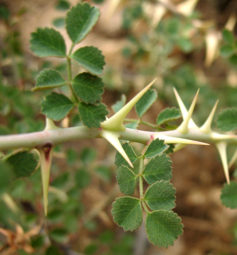 Image of Rosa maracandica specimen.