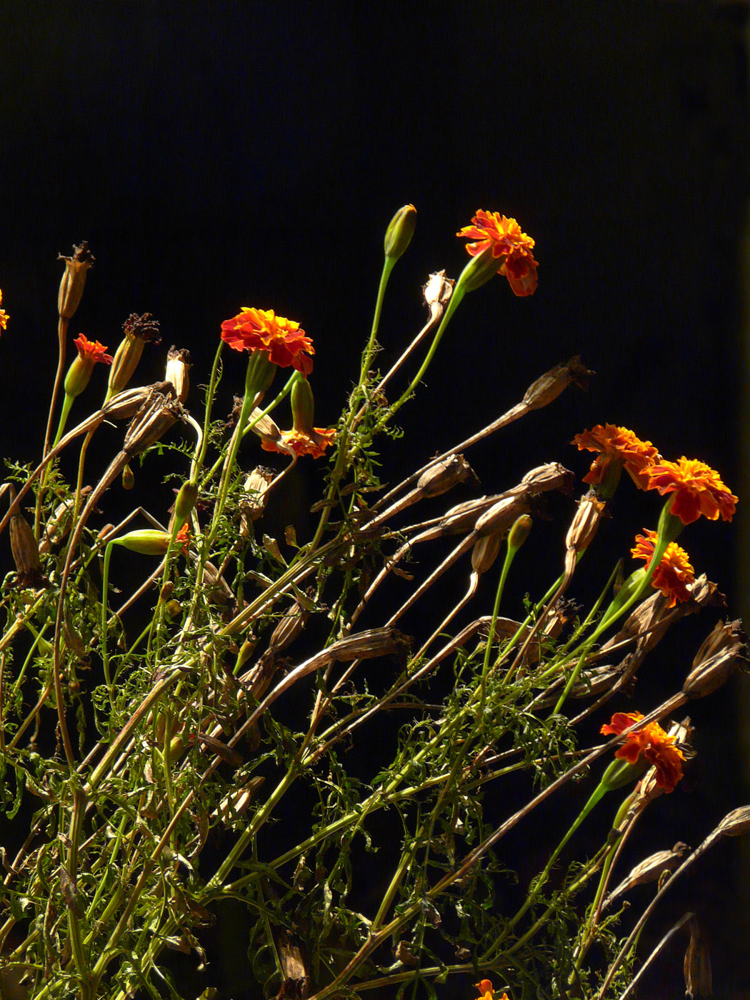 Image of Tagetes patula specimen.