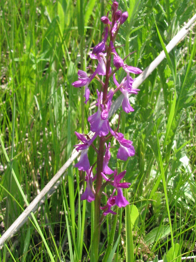 Image of Anacamptis laxiflora ssp. elegans specimen.