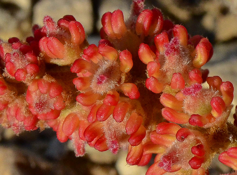 Изображение особи Alectryon tomentosum.