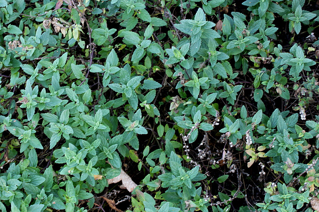 Image of Scutellaria alpina specimen.