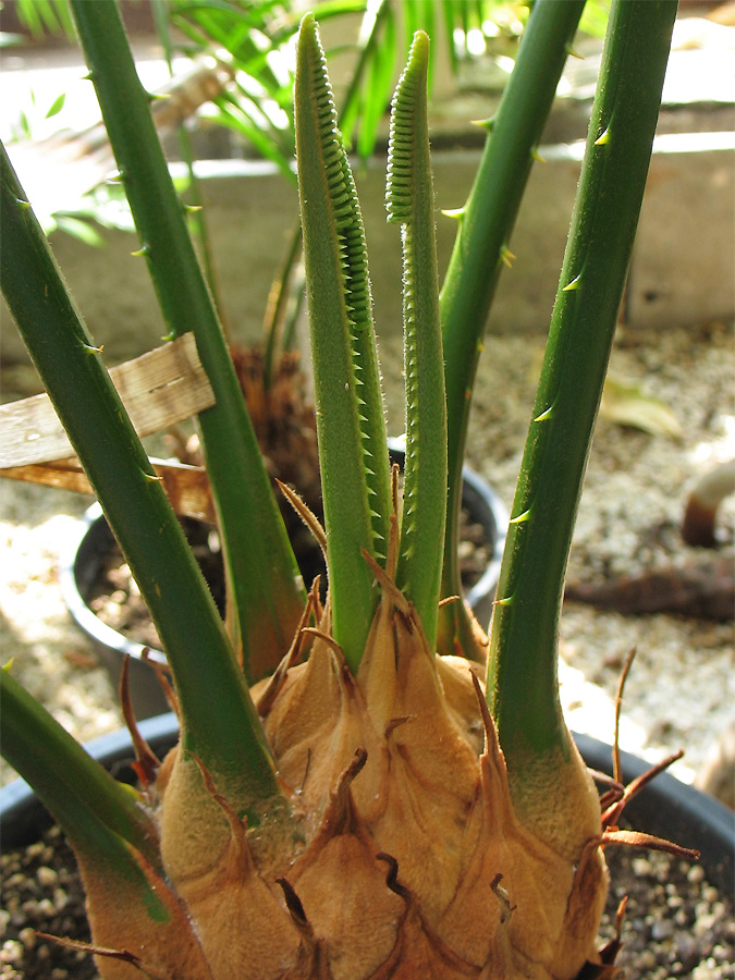 Image of Cycas rumphii specimen.