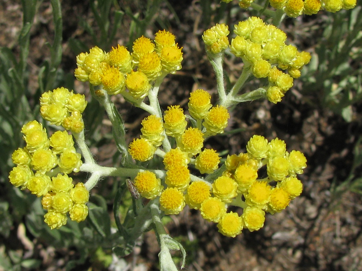 Image of Helichrysum arenarium specimen.