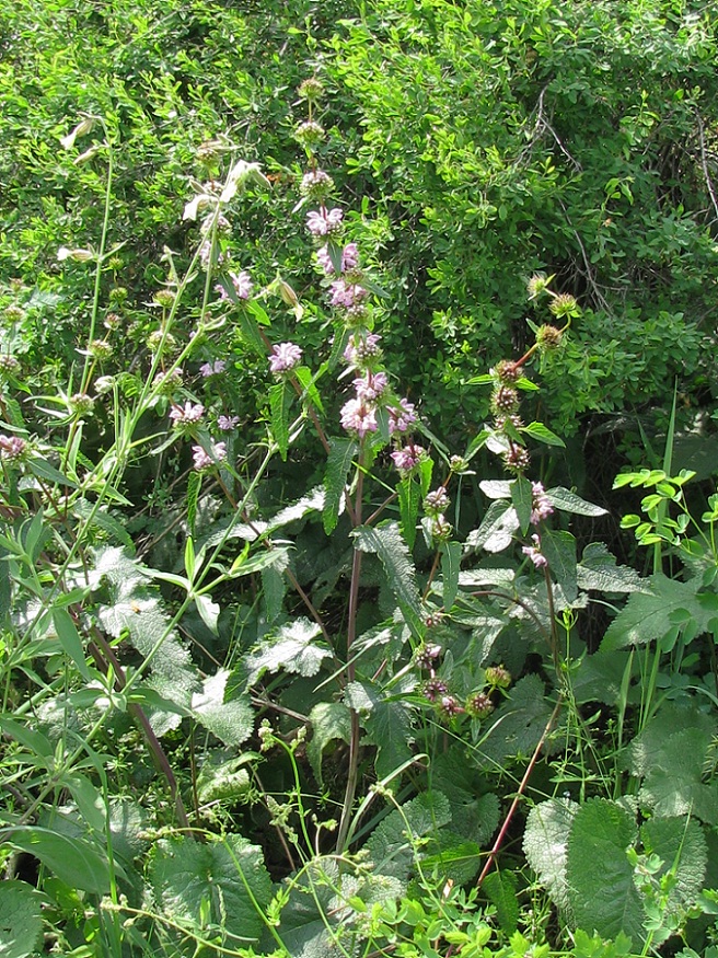 Изображение особи Phlomoides tuberosa.