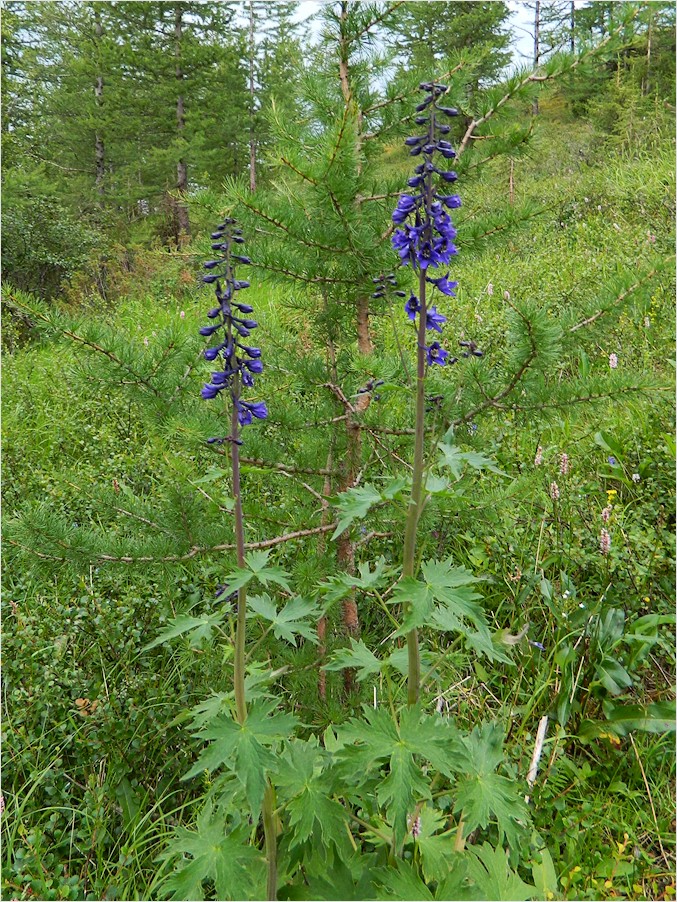 Image of Delphinium elatum specimen.