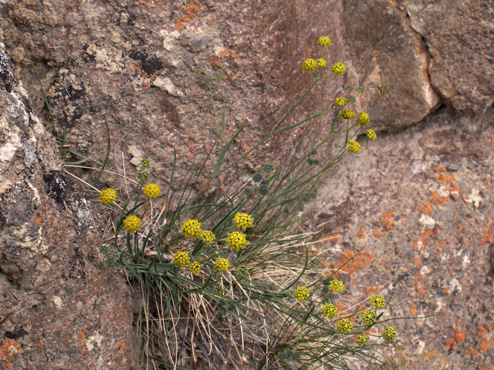 Image of Bupleurum thianschanicum specimen.