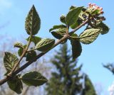 Viburnum carlesii. Верхушка побега с молодыми листьями (у листьев видна их обратная сторона). Германия, г. Krefeld, ботанический сад. 20.04.2013.