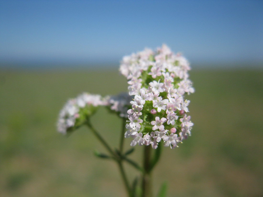 Изображение особи Valerianella coronata.