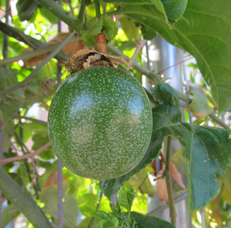 Image of Passiflora edulis specimen.