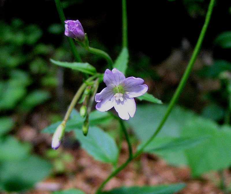 Изображение особи Epilobium montanum.