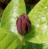 род Calycanthus. Бутон. Германия, г. Krefeld, Ботанический сад. 08.06.2013.