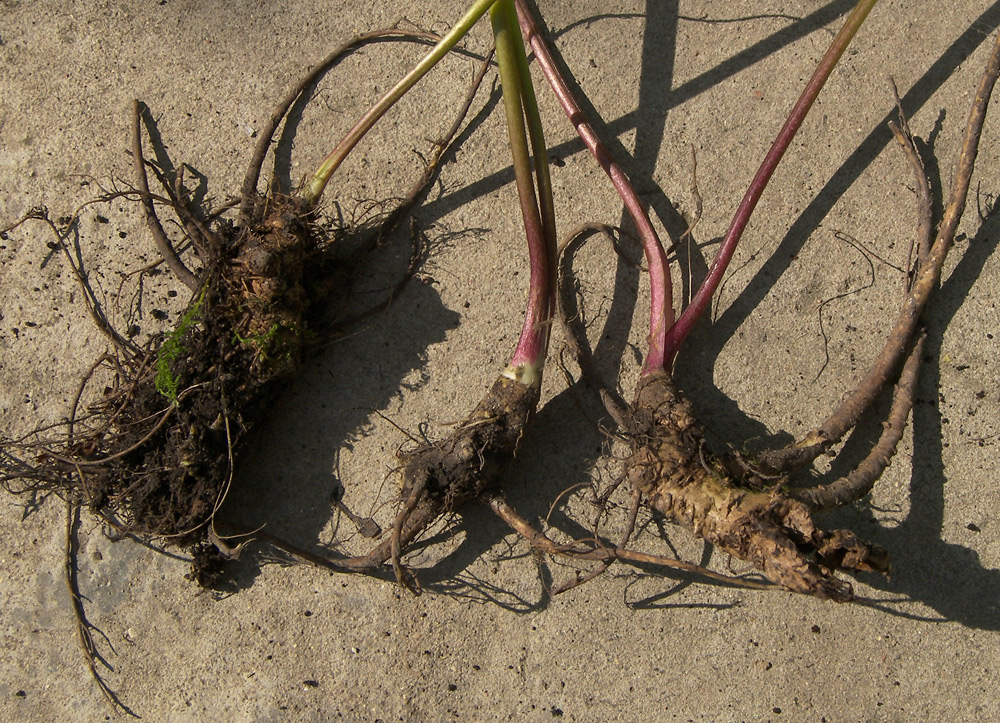 Image of Valeriana alliariifolia specimen.