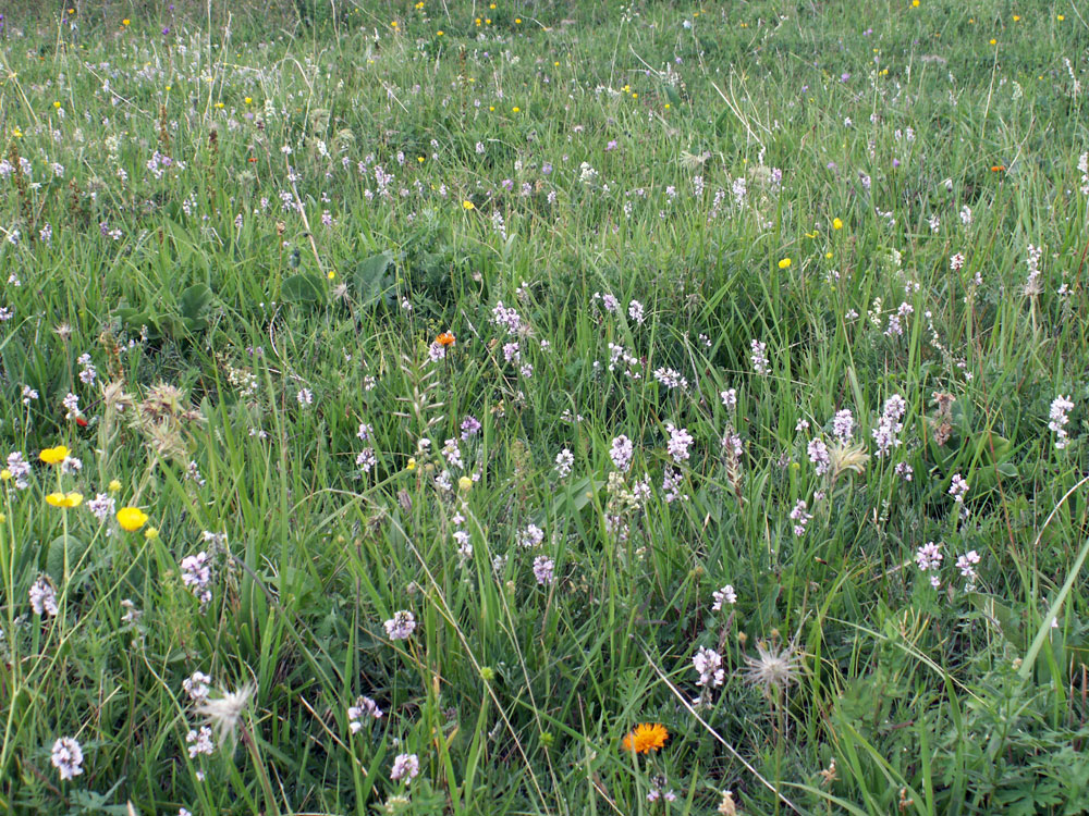 Image of Oxytropis globiflora specimen.