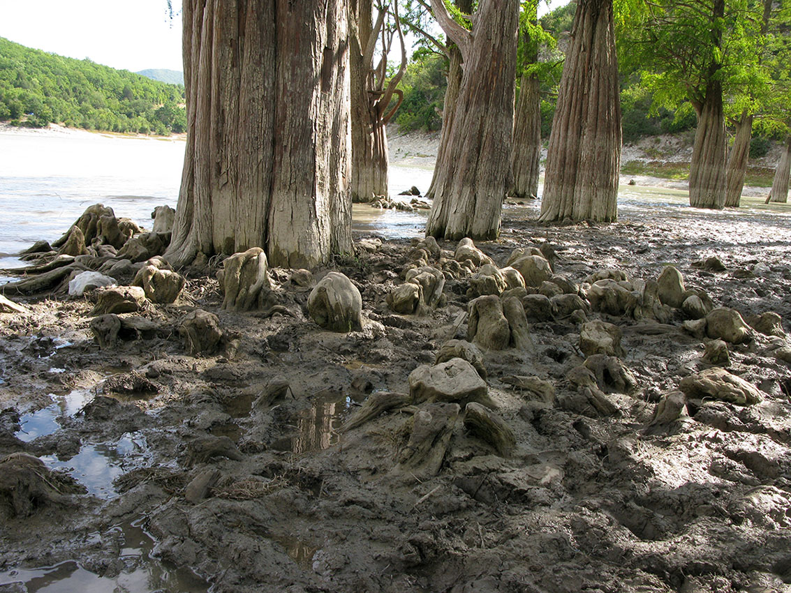 Image of Taxodium distichum specimen.