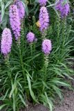 Liatris spicata. Цветущие растения. Германия, г. Krefeld, Ботанический сад. 25.07.2013.