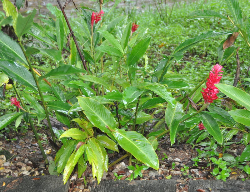 Изображение особи Alpinia purpurata.