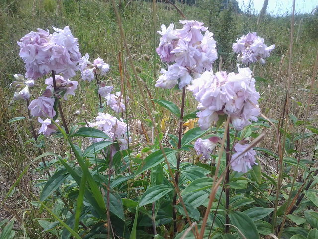 Изображение особи Saponaria officinalis f. pleniflora.