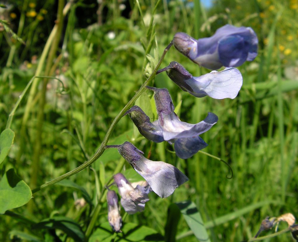 Image of Lathyrus pilosus specimen.