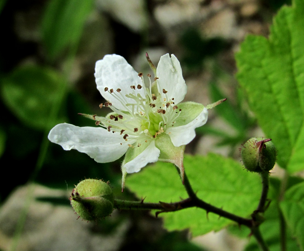 Image of Rubus caesius specimen.