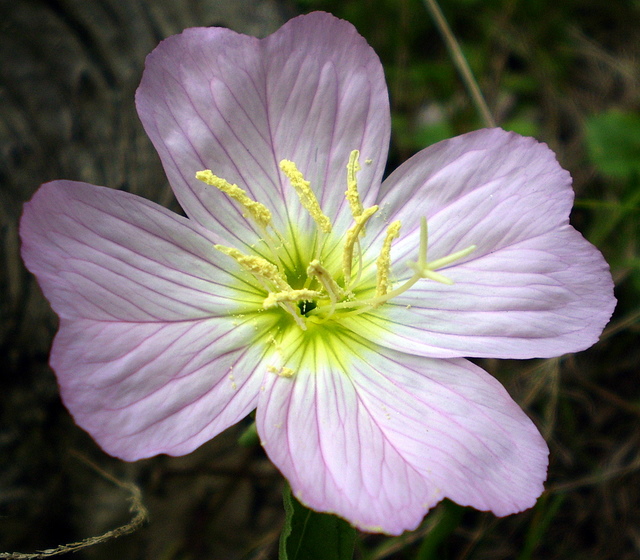 Изображение особи Oenothera speciosa.