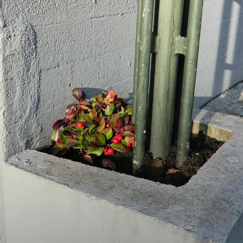 Image of Gaultheria procumbens specimen.