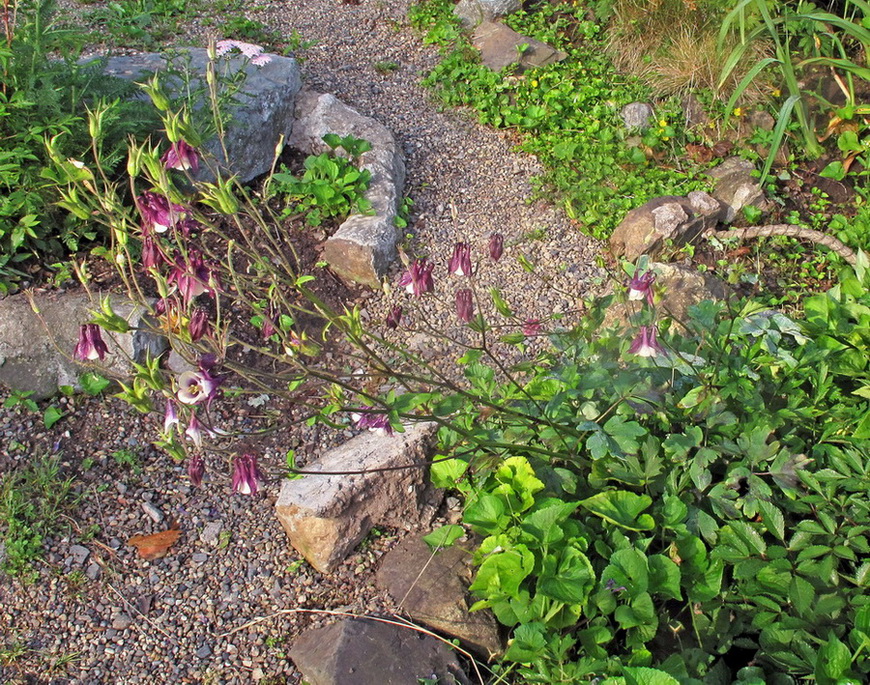 Image of Aquilegia vulgaris specimen.