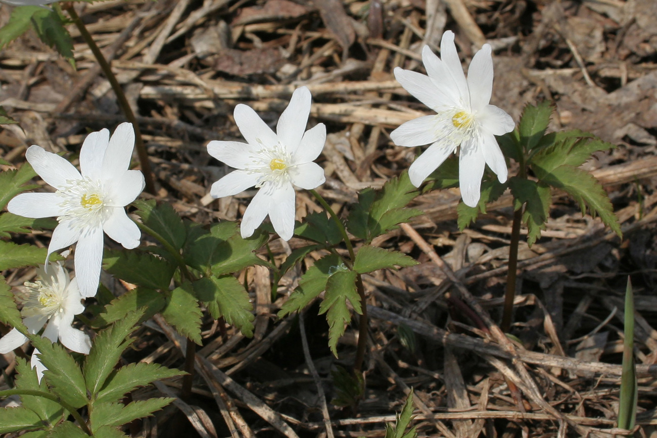 Image of Anemone altaica specimen.