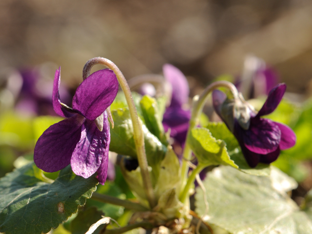 Image of Viola odorata specimen.