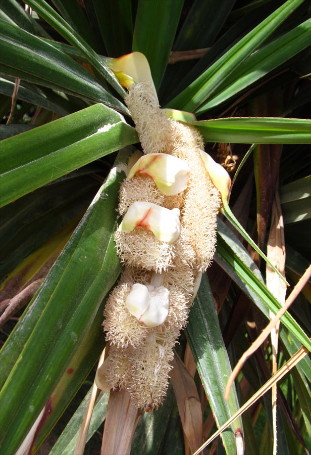 Image of Pandanus utilis specimen.