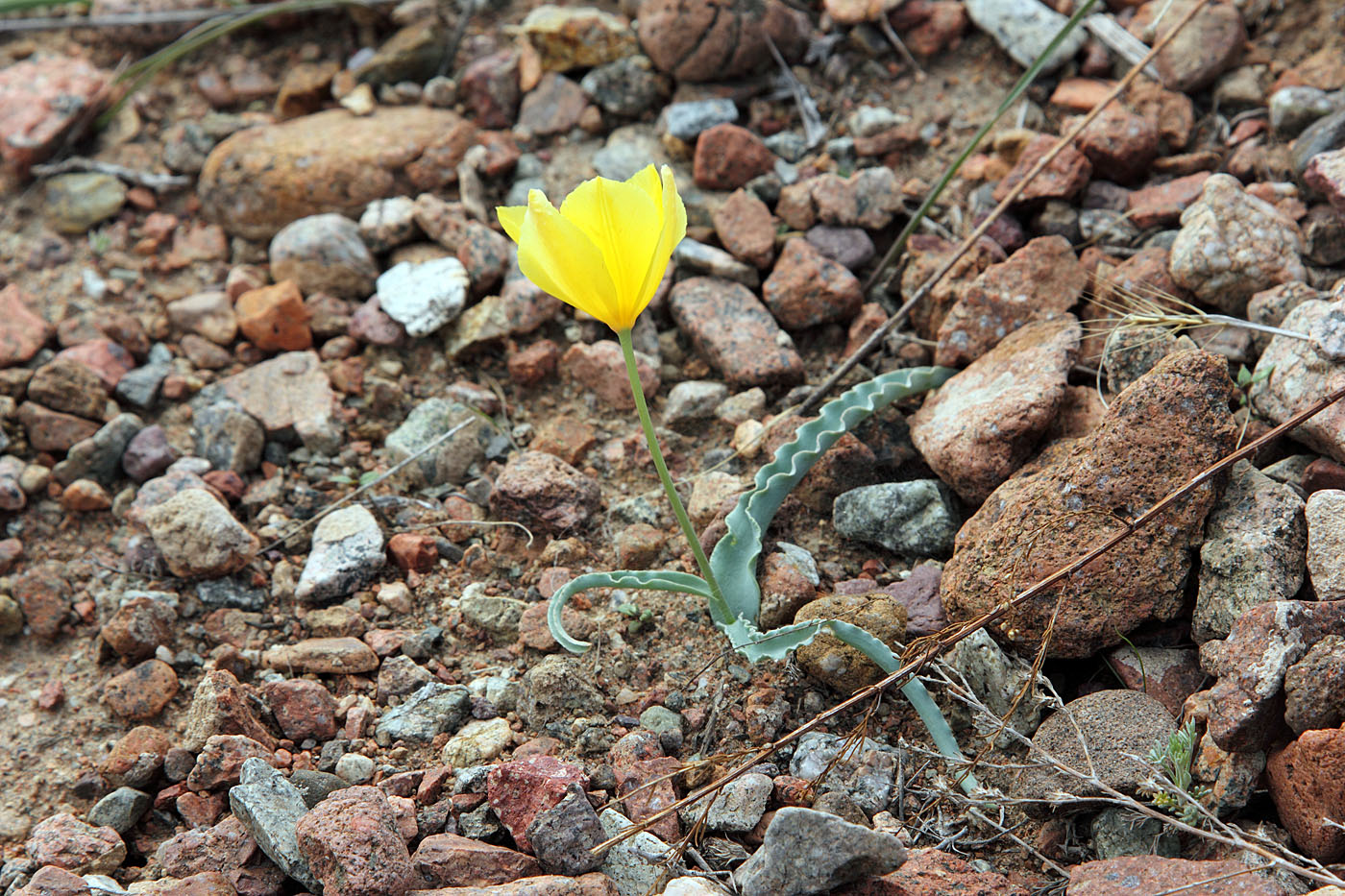 Изображение особи Tulipa intermedia.