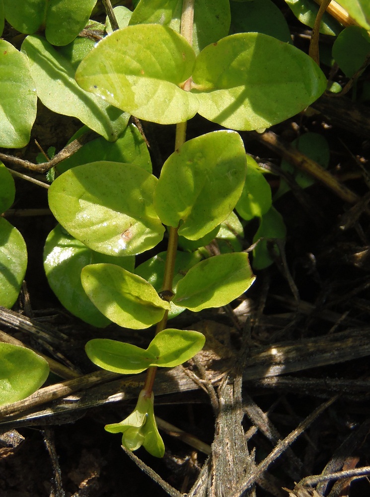 Изображение особи Lysimachia nummularia.