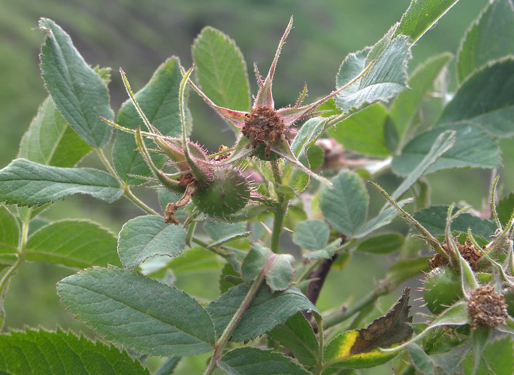 Image of Rosa villosa specimen.