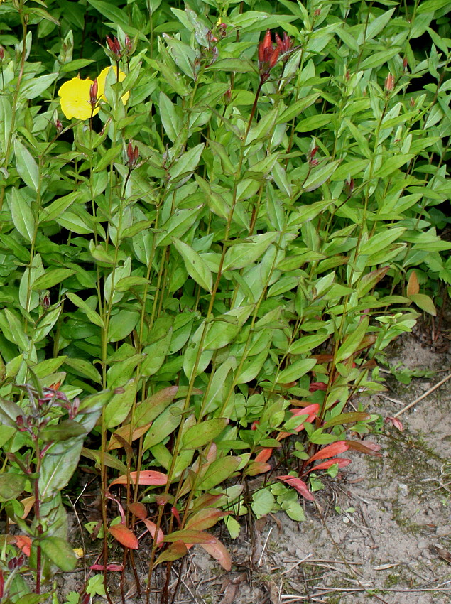 Изображение особи Oenothera perennis.