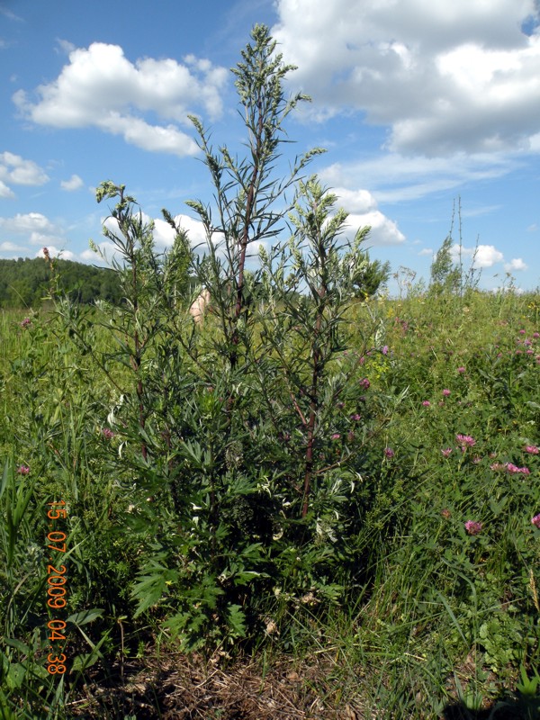 Image of Artemisia vulgaris specimen.