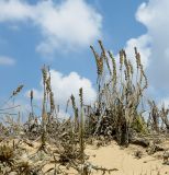 Plantago albicans. Плодоносящие растения в сообществе с Sporobolus pungens на закреплённой дюне. Израиль, Шарон, г. Герцлия, высокий берег Средиземного моря. 20.07.2014.