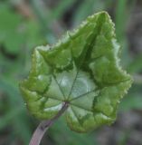 Cyclamen hederifolium