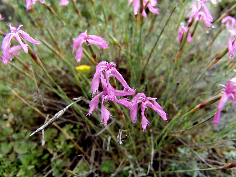 Изображение особи Dianthus orientalis.