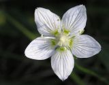 Parnassia palustris. Цветок. Камчатка, Усть-Большерецкий р-н, среднее течение реки Кихчик, заболоченный луг. 06.08.2005.