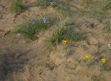 Tulipa borszczowii. Цветущие растения (на переднем плане справа) в песчаной пустыне. Слева вверху - Iris tenuifolia. Казахстан, окр. г. Аральск. 25.04.2006.