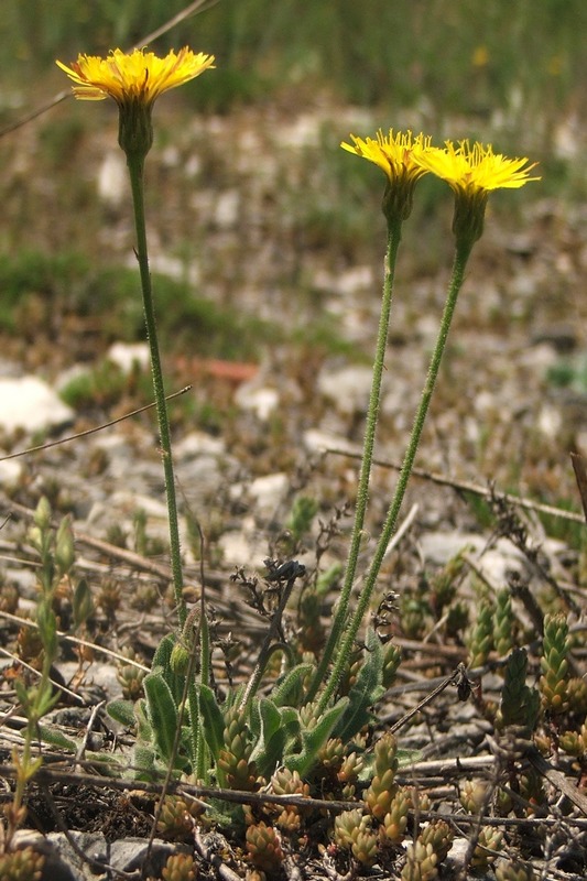 Изображение особи Leontodon biscutellifolius.