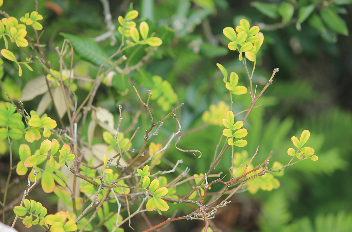 Image of Hippocrepis emeroides specimen.