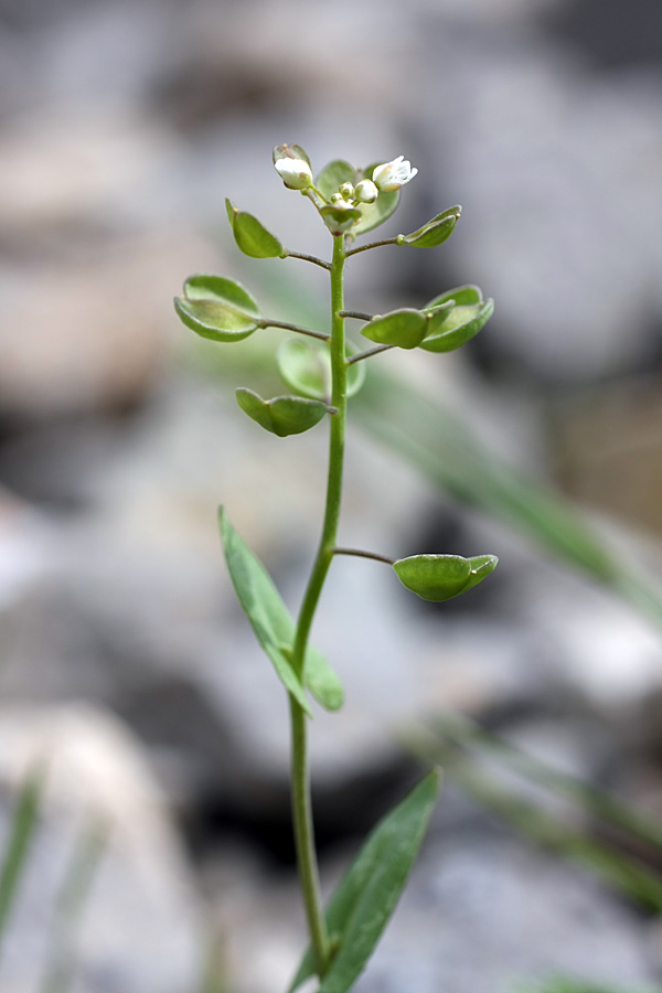 Image of Microthlaspi perfoliatum specimen.