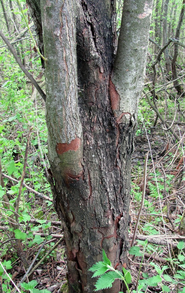 Image of Salix myrsinifolia specimen.