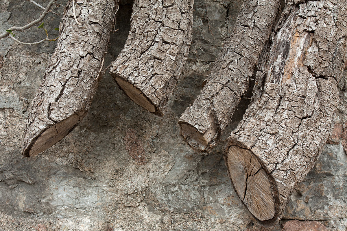 Image of Hedera helix specimen.