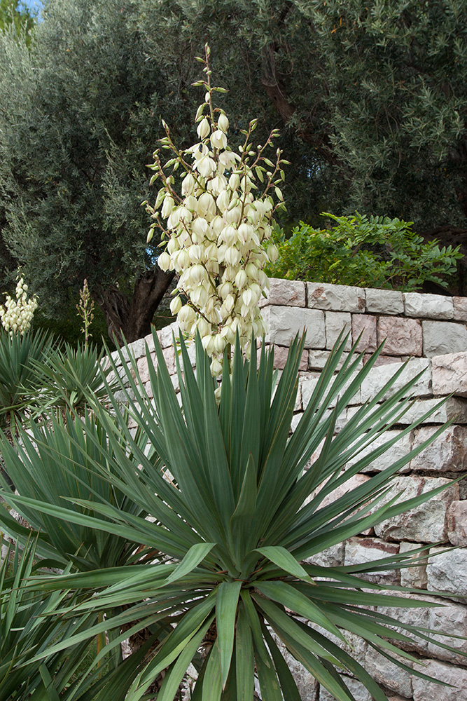 Image of Yucca gloriosa specimen.