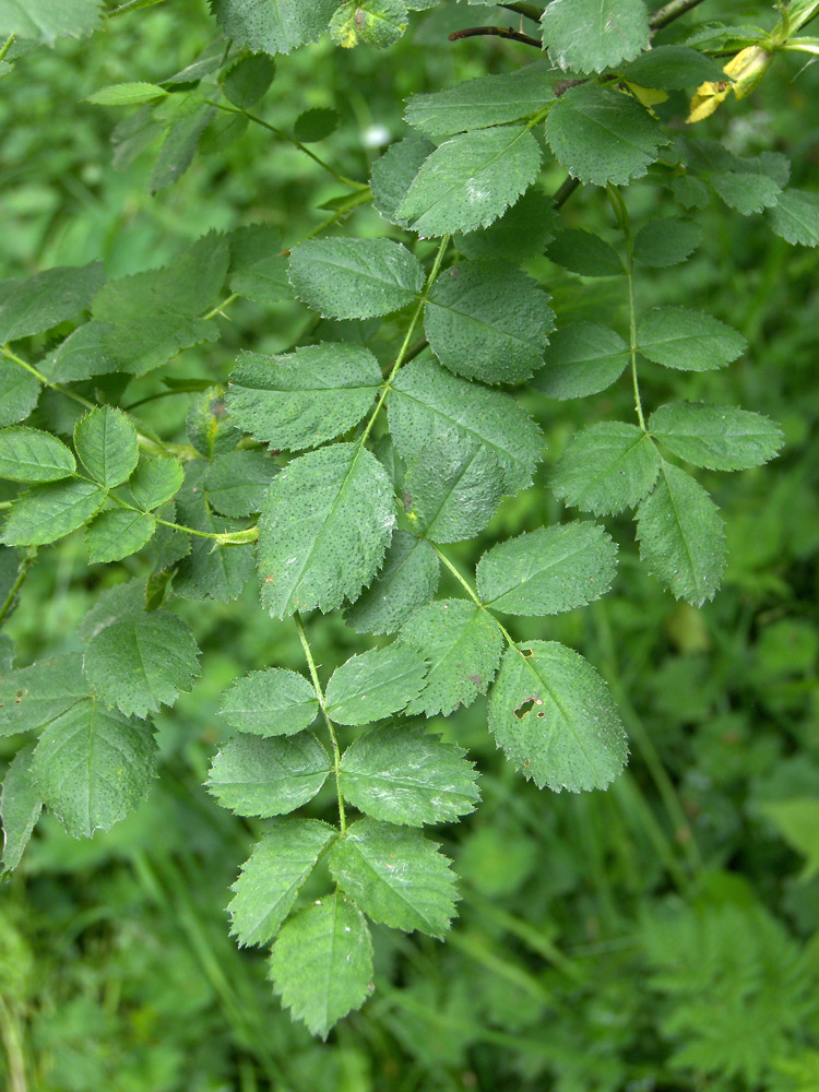 Image of Rosa valentinae specimen.