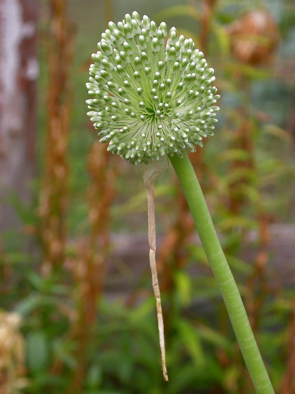 Image of Allium dictyoprasum specimen.