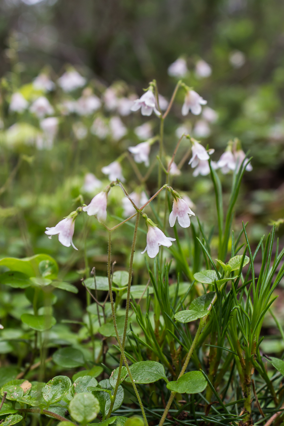 Изображение особи Linnaea borealis.